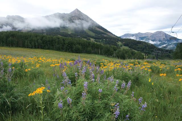 Crested Butte Wildflowers