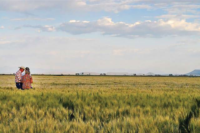 A Colorado hops farm in the San Luis Valley