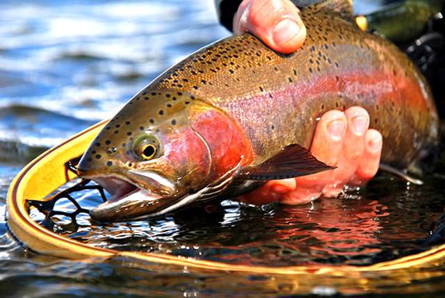 Southwest Colorado trout fishing in the summer