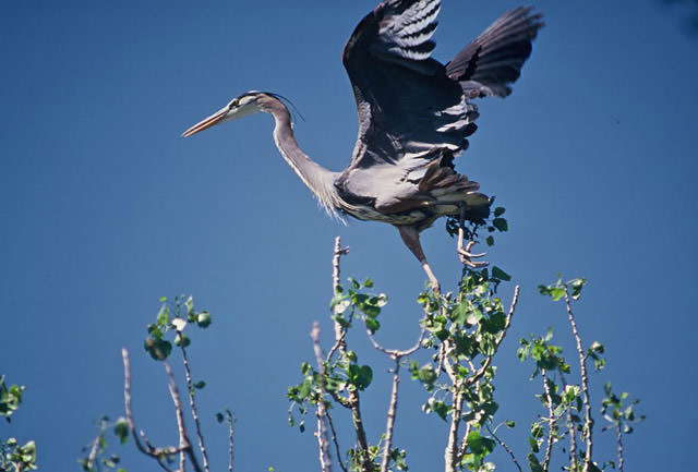 A heron overlooks Berthoud, the site of the new TPC Colorado golf course.