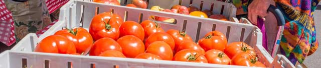 Tomatoes at the Aspen Saturday market