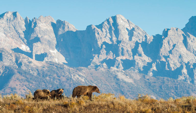 Bears in Wyoming