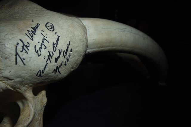 Walrus tusk signed by Jack Nicklaus