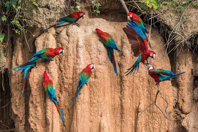 Macaws in Peru