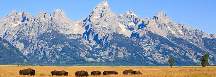 A buffalo herd moves through Wyoming