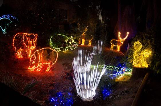 Phoenix Zoo Lights Animals