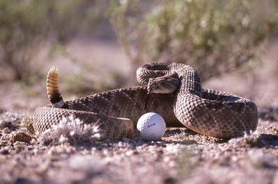 Rattlesnake and golf ball