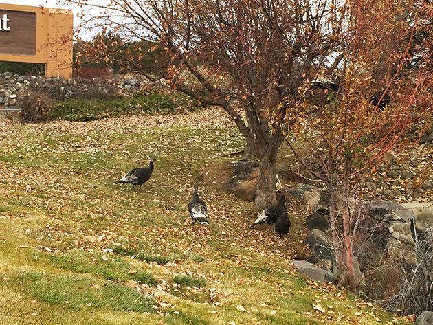 Turkeys in Battlement Mesa