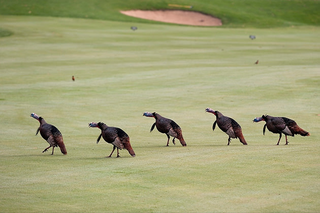 Wild Turkeys on golf course