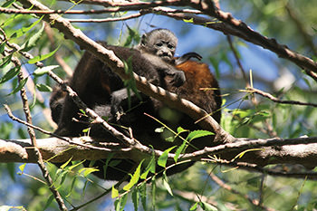 costa rica howler monkey