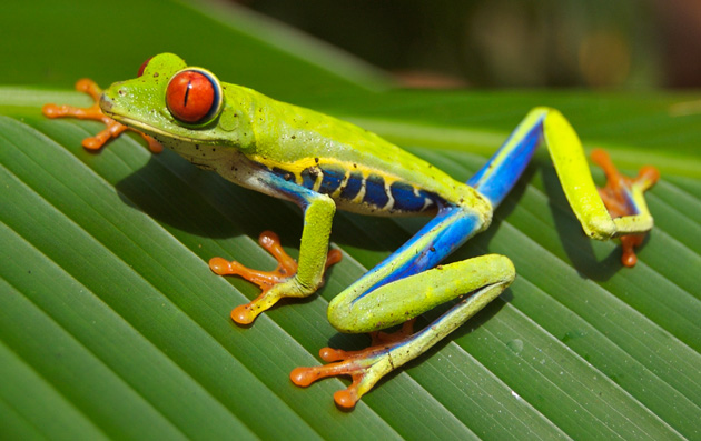 Costa Rica's famous red-eyed tree frog.