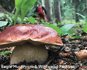 Easgle Mushroom & Wildlife Festival