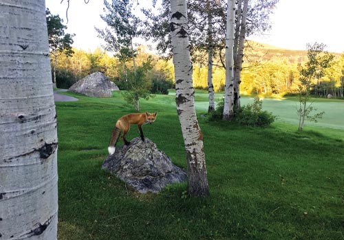 A Fox spots the camera on Rollingstone Ranch Golf Course in Steamboat Springs, Colorado