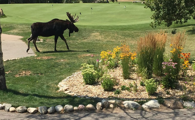 A moose next to the practice green at Rollingstone Ranch Golf Club.