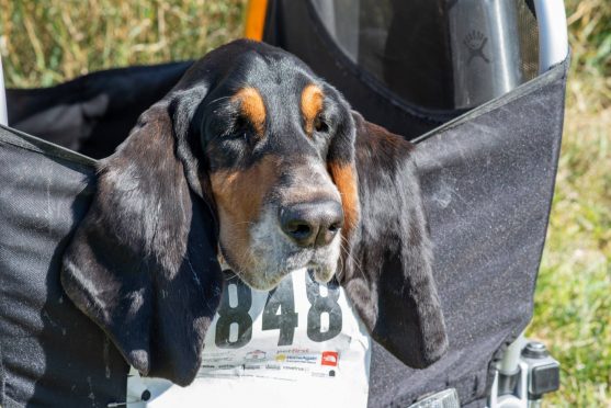 Andiamo the Basset Hound