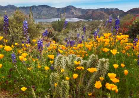 Bartlett Lake near Tonto Verde in Arizona