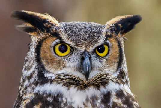 A desert owl looks on