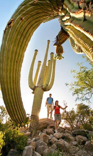 Hiking among the saguaros