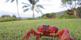 Red Crab during the migration on Christmas Island