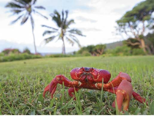 Red Crab during the migration on Christmas Island