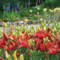 Steamboat Flowers