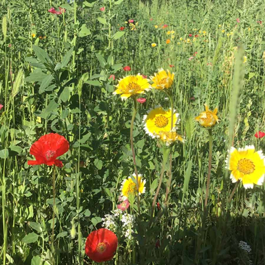 West Wood Flowers