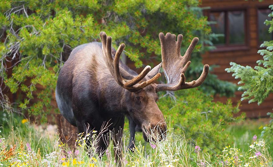 Moose in Breckenridge