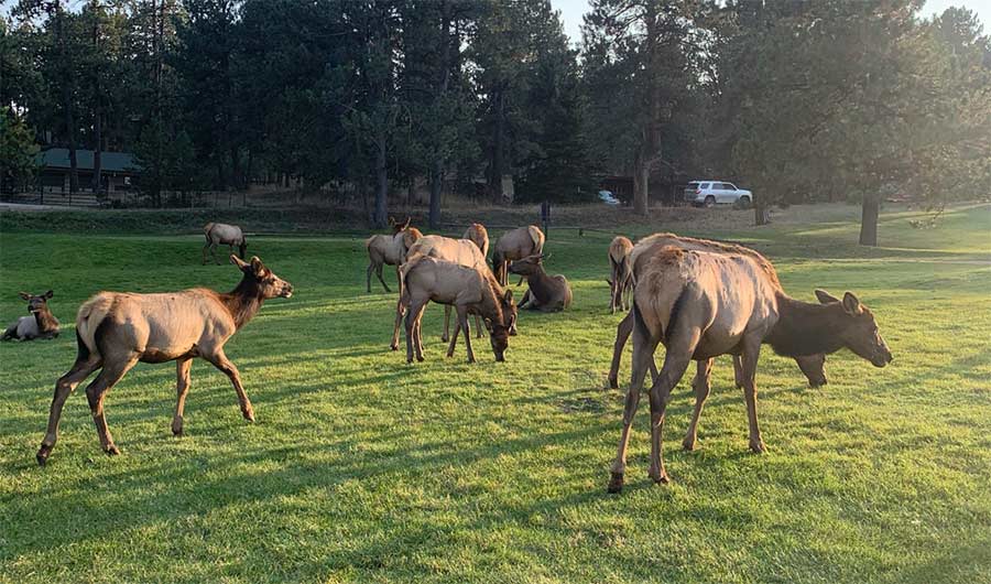 Zak Bornhoft and Elk